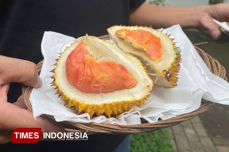 Setelah IG Kopi Robusta Blambangan, Banyuwangi Patenkan Durian Merah