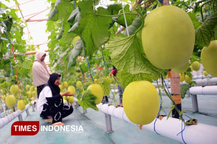 Puspa Agraria Malang Inspires Farmers with Its Hydroponic Melon Farm