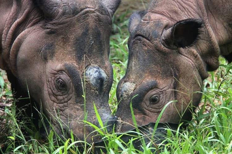 Hari Badak Sedunia, Menhut Bicara Soal Harga Diri Bangsa