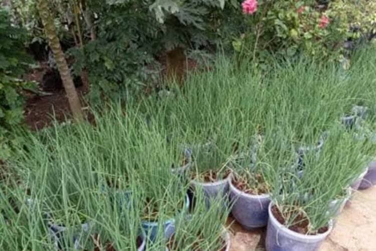 Gunungkidul Galakkan Program Gerbang Pagi untuk Optimalkan Lahan Pekarangan