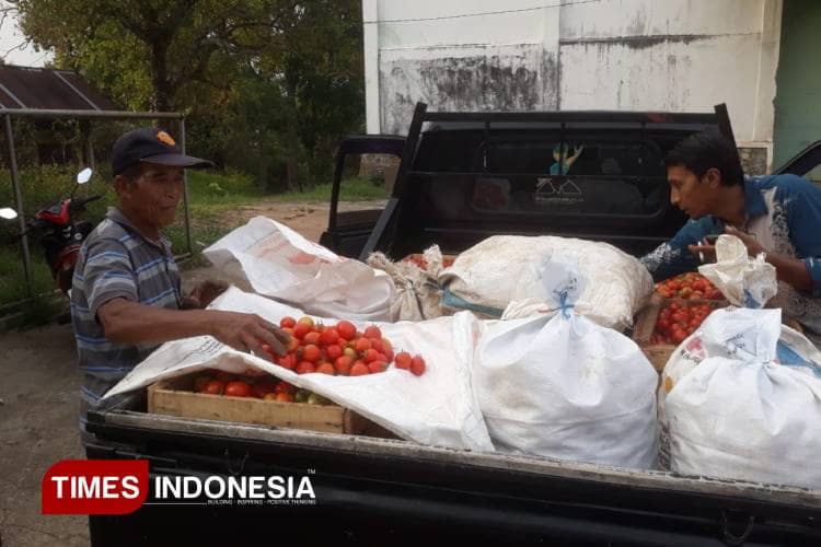 Panen Malah Merugi, Dua Ton Tomat Membusuk di Lahan Petani Madiun