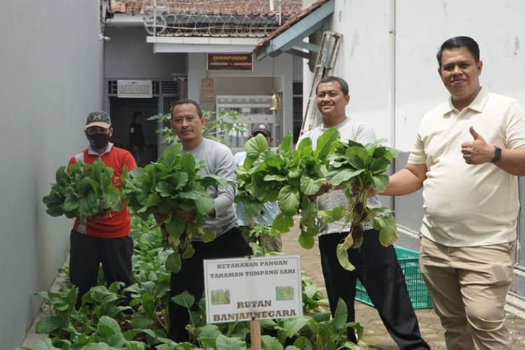Rutan Banjarnegara Panen Caisim Jumbo di Lahan Sempit, Ini Hasilnya