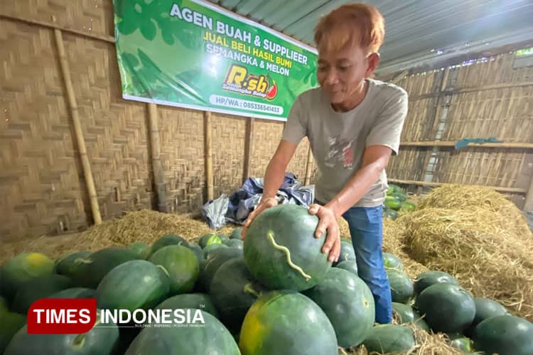 Berkat Program MBG, Petani Semangka di Bondowoso Untung Terus dan Tak Lagi Merugi