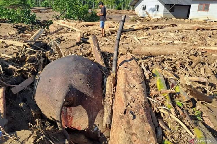 Gajah Sumatera Ditemukan Mati Terjepit Material Banjir Bandang di Pidie Jaya