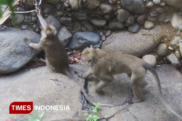 Monyet Ekor Panjang Serbu Ladang di Pacitan: Konflik Satwa-Manusia Meluas, Petani Terancam Gagal Panen