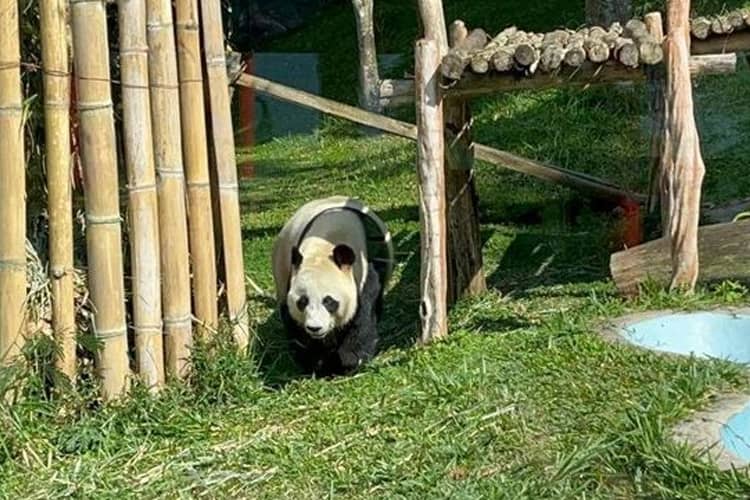 Kisah di Balik Kelahiran Bayi Panda Menggemaskan di Taman Safari Indonesia