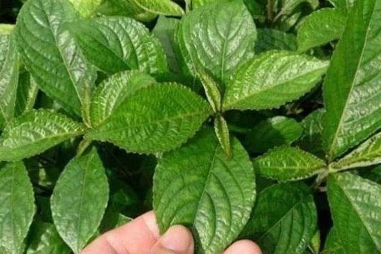Gangguan Batu Ginjal di Usia Produktif, Praktisi Jelaskan Peran Herbal Pendukung