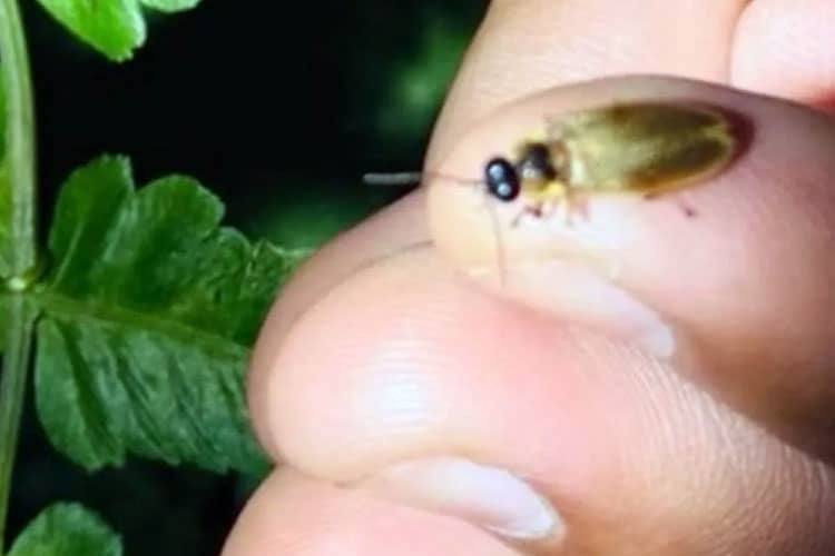 Kebun Raya Bali Temukan Dua Jenis Kunang-Kunang Langka, Tanda Alam Masih Sehat