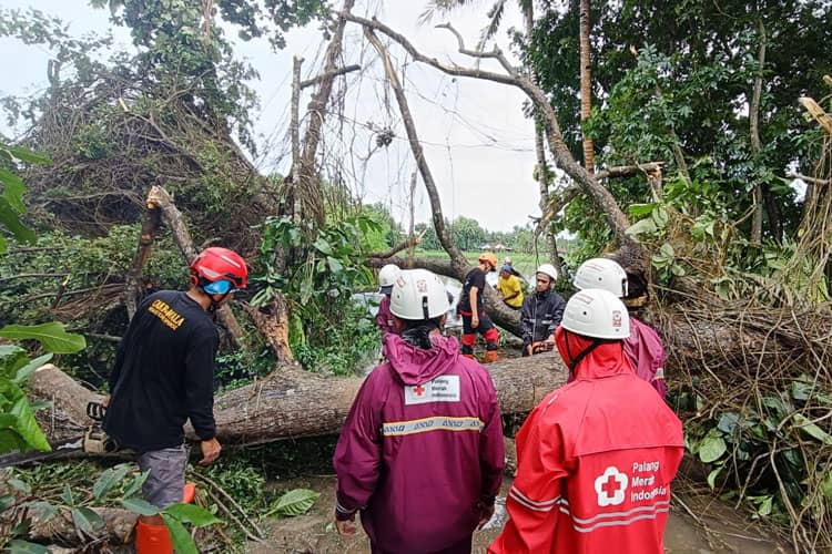 Hujan Ekstrem Landa Bantul, 87 Titik Bencana Terdampak Pohon Tumbang hingga Longsor