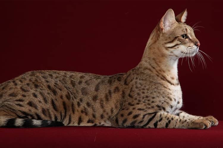 Mengenal Ashera, Kucing Termahal di Dunia yang Dijual hingga Rp 2,7 Miliar