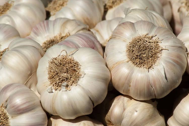 Mengenal Bawang Putih: Tanaman Obat Bersifat Antibiotik