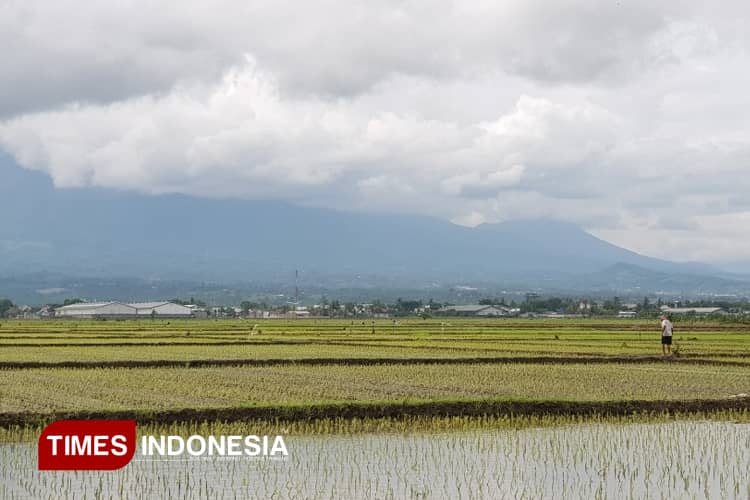 Tajuk Redaksi: Menggugat Narasi Produksi Pertanian Indonesia