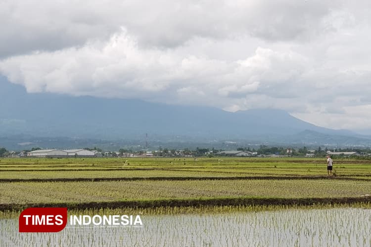 Tajuk Redaksi: Menggugat Narasi Produksi Pertanian Indonesia