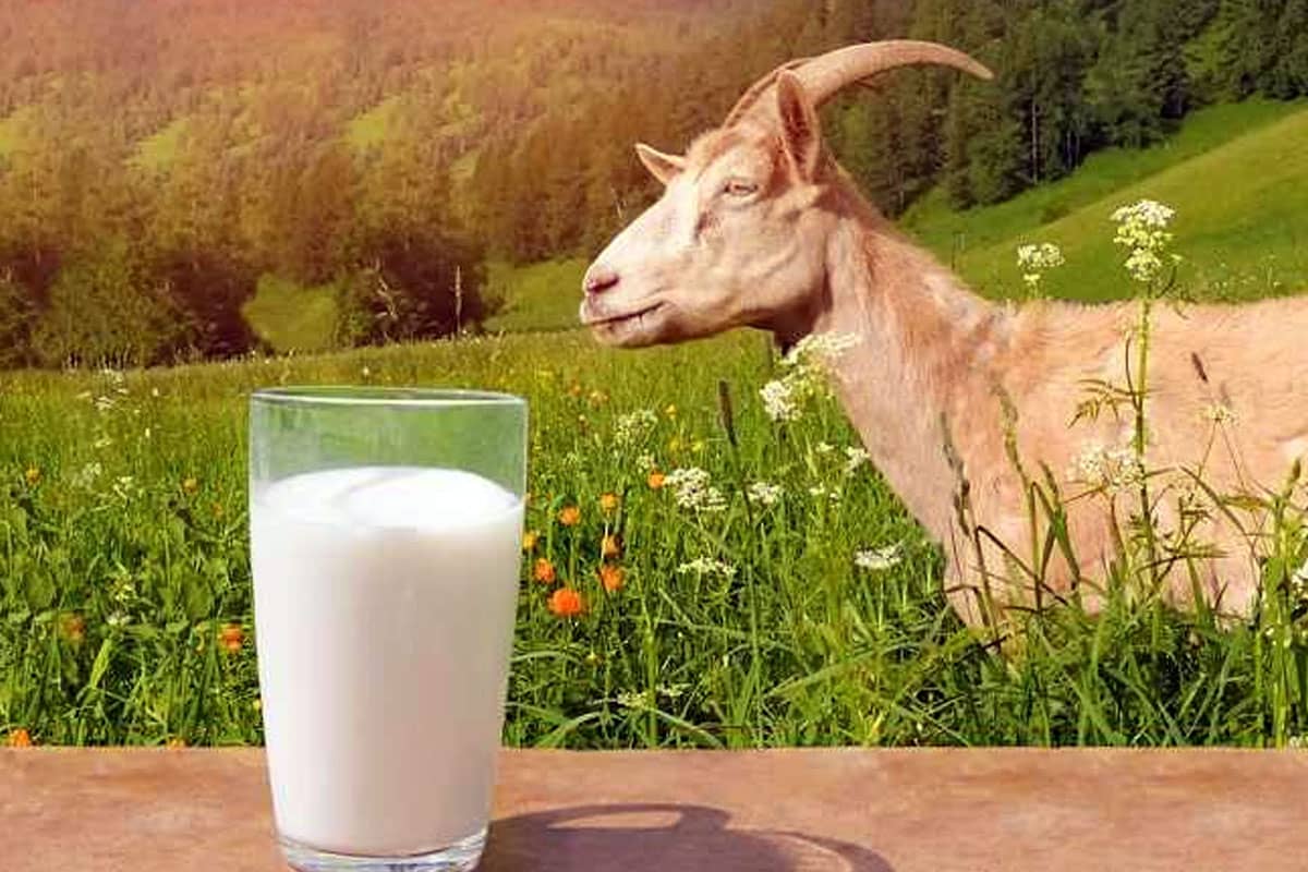 Susu Kambing, Energi Alami Penopang Aktivitas Harian dan Puasa Ramadan