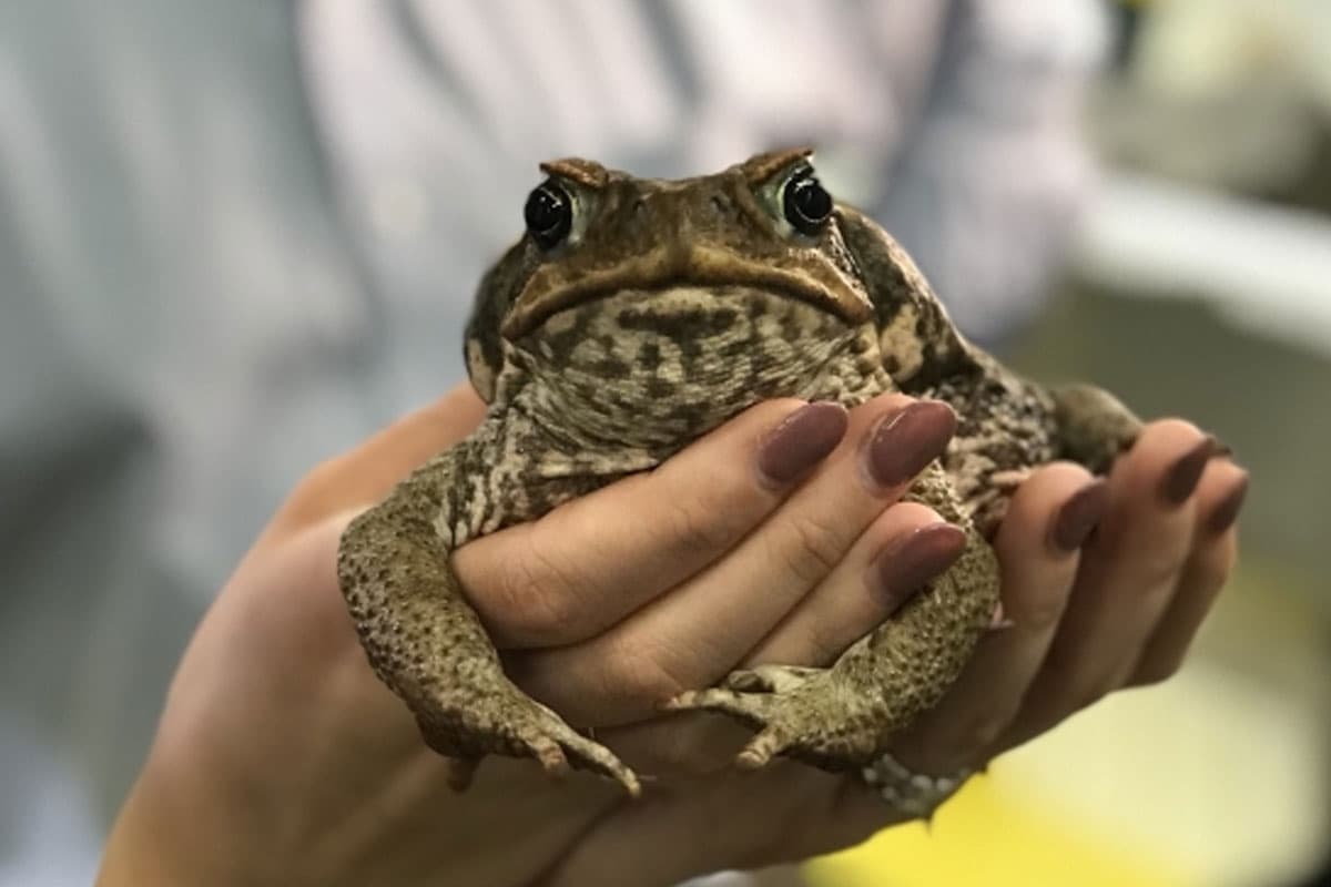 Cerita Australia Impor 2.400 Katak demi Sawah, Kini Jadi Bencana Ekologi