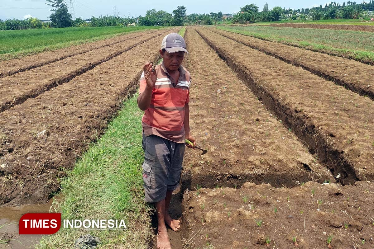 Hama Kol Serang Padi Muda, Petani Probolinggo Harus Ekstra Tenaga Membersihkannya