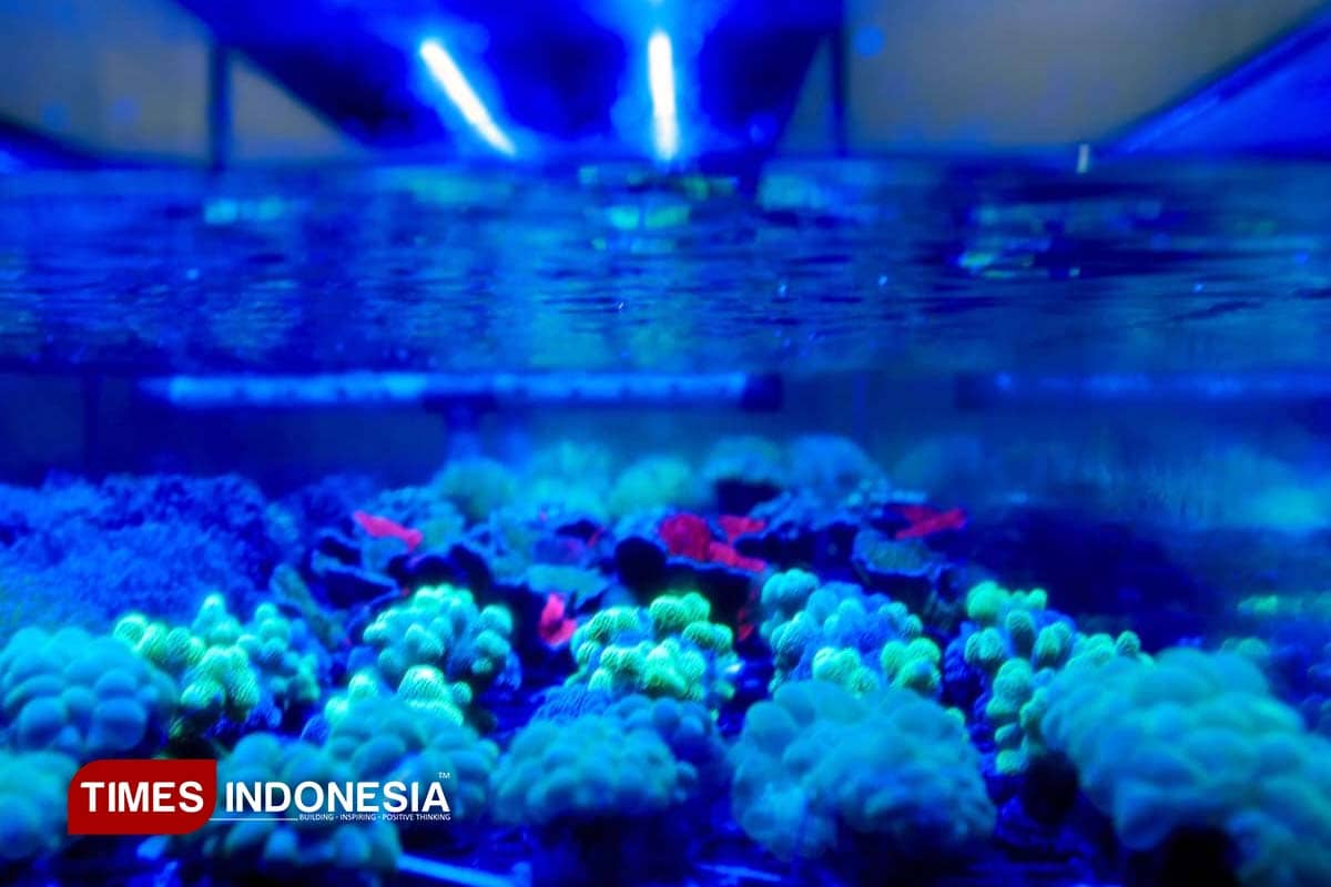 Koral Hias Budidaya Banyuwangi Jadi Primadona di Tiga Benua