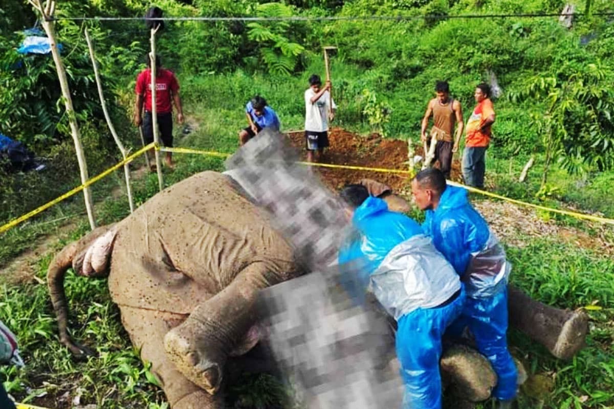 Seekor Gajah Sumatra Mati Diduga Tersengat Listrik di Aceh Tengah