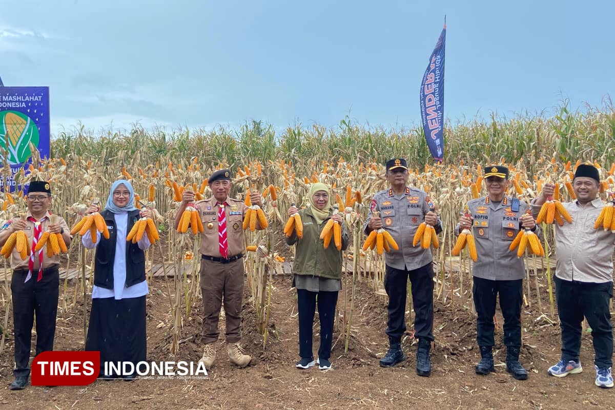 Menuju Jatim Berdaulat Pangan, Gubernur Khofifah Panen Jagung di Banyuwangi