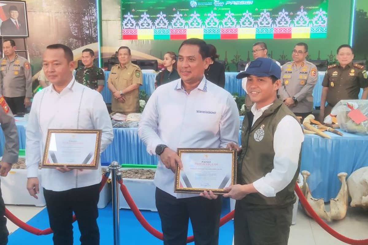 Habitat Menyusut Tajam, Pemerintah Siapkan Inpres Penyelamatan Gajah Sumatera