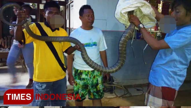 Marak Ular Cobra Masuk Rumah Warga, Ini Kata Komunitas Reptil Banyuwangi