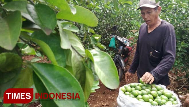 Melihat Desa Penghasil Jeruk Nipis Terbesar di Gresik