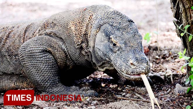 Berwisata di Pulau Komodo, Hindari Ini Jika Tak Ingin Diterkam