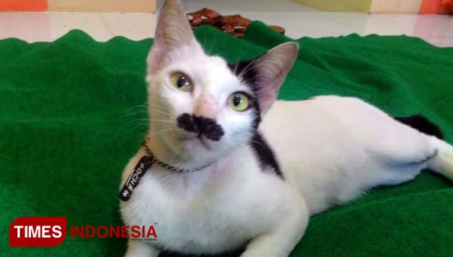 Lucunya Kucing Berkumis Alasmalang