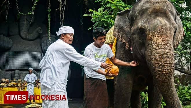 Bali Safari & Marine Park Lakukan Ritual Tumpek Kandang