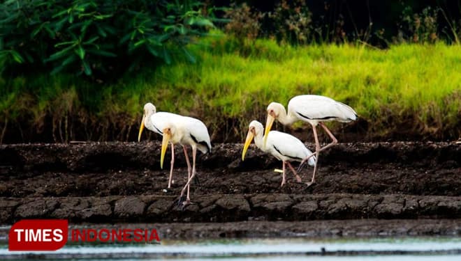 Mycteria Cinereadi, Burung Langka yang Terdeteksi di Pesisir Probolinggo