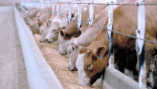 RPH BBPP Batu Pastikan Sapi yang Disembelih Sejahtera dan Halal