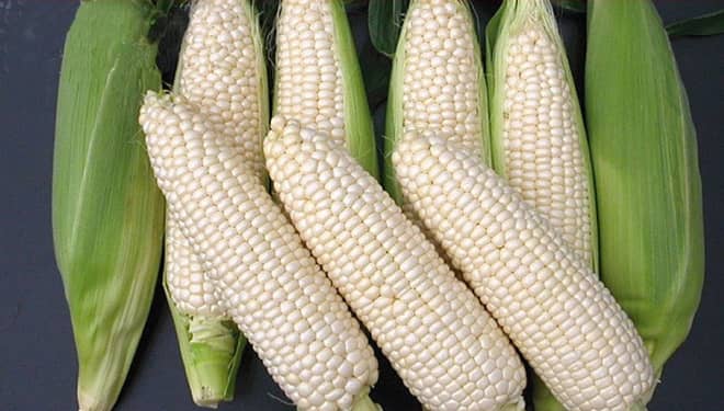 Tak Kalah dengan Jagung Kuning, Ini Manfaat Jagung Putih