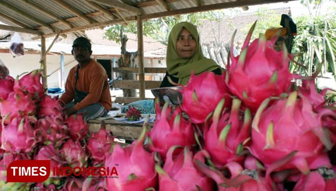 Harga Buah Naga di Banyuwangi Tembus Rp 15 ribu/Kg