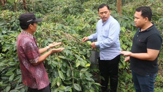 Kebun Kopi Organik Krucil, Lengkapi Kekayaan Endless Probolinggo