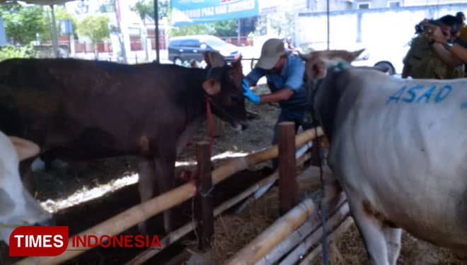 Hewan Kurban di Tuban Bebas Penyakit
