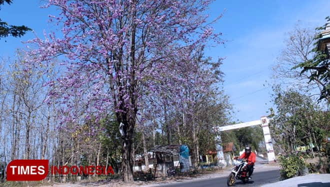 Menikmati Indahnya Bunga Sakura di Lamongan