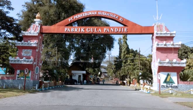 Dua Abad Lalu, Agrobisnis Jadi Masa Keemasan Sejarah Situbondo