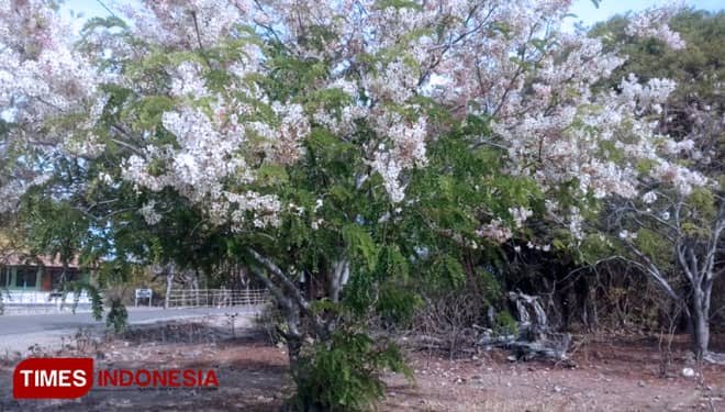 Tidak Hanya di Jepang, Pohon Sakura Juga Tumbuh Subur di Desa Hambapraing