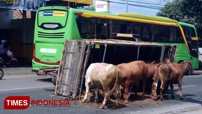 Bak Truk Copot, Kawanan Sapi Penuhi Jalan Raya