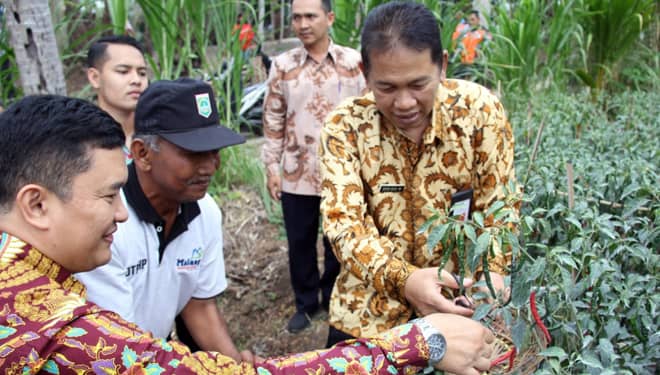 Desa Purwodadi, Juga Penghasil Cabe Keriting Terbesar di Kabupaten Malang