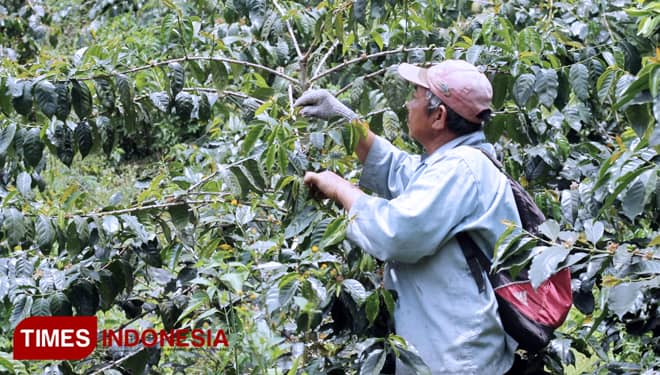 Kopi Arabika Arjuno, Kopi Unggulan dari Malang