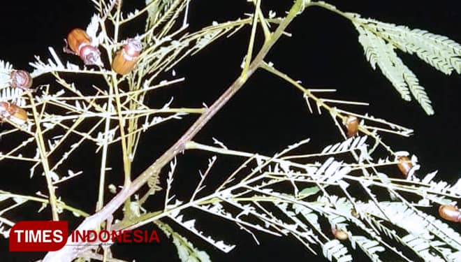 Musih Hujan, Warga Desa Durenan Memburu Katimumul untuk Dikonsumsi