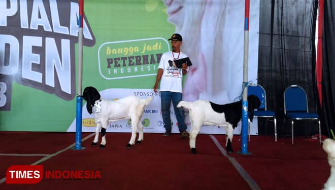 Rekor Kontes Kambing Etawa Pecah di Kota Batu