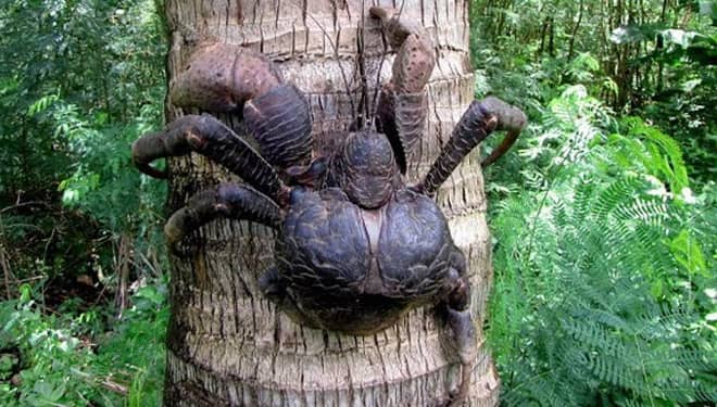 Di Raja Ampat, Pemandu Wisata Larang Pelancong Membeli Kepiting Kenari