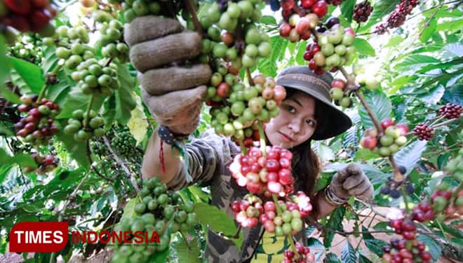 Get the Exquisite Taste of East Nusa Tenggara Coffee at The World Economic Forum