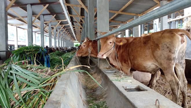 Ranch Sapi Modern di Pasuruan Siap Suplai Kebutuhan Daging
