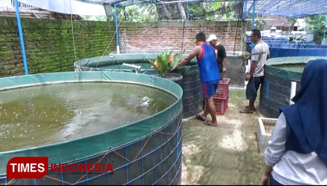 Peternak Lele di Ponorogo Berhasil Budidayakan Sistem Bioflok
