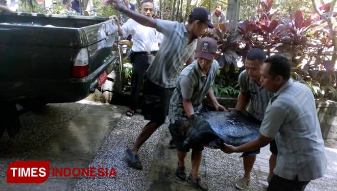 BKSDA Yogyakarta Titipkan Bulus Raksasa ke Kebun Binatang Gembira Loka Zoo