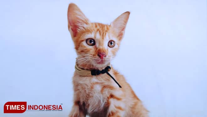3 Kucing Ras Asli Indonesia yang Terancam Punah
