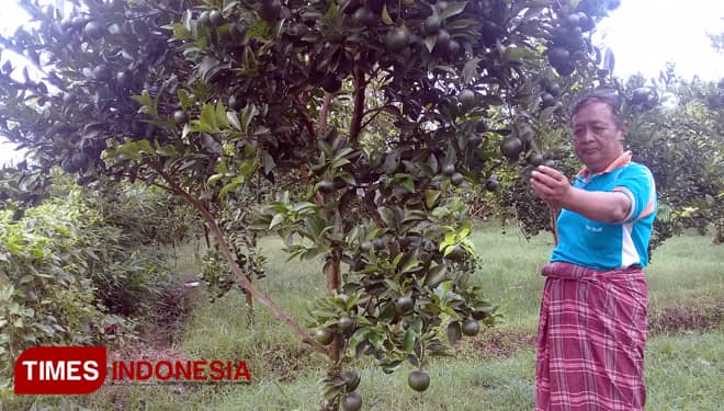 Menengok Wisata Petik Jeruk di Talun, Blitar